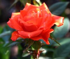 Rose-051.jpg